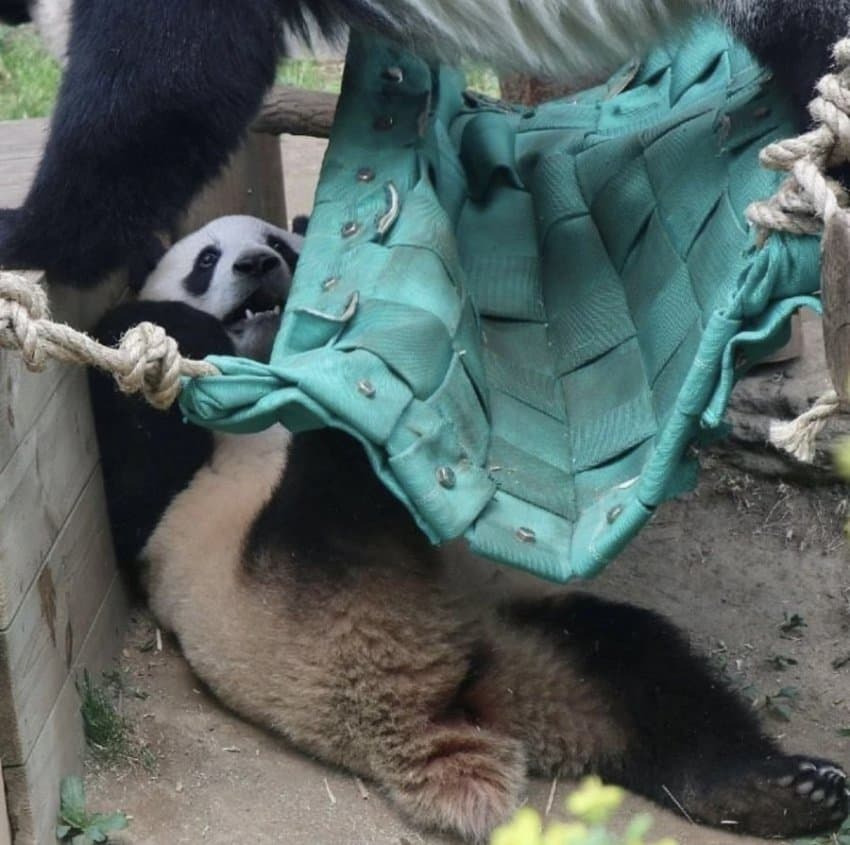 푸바오가-살면서-(아마도)-제일-겁에-질렸을때🐼-0-이미지