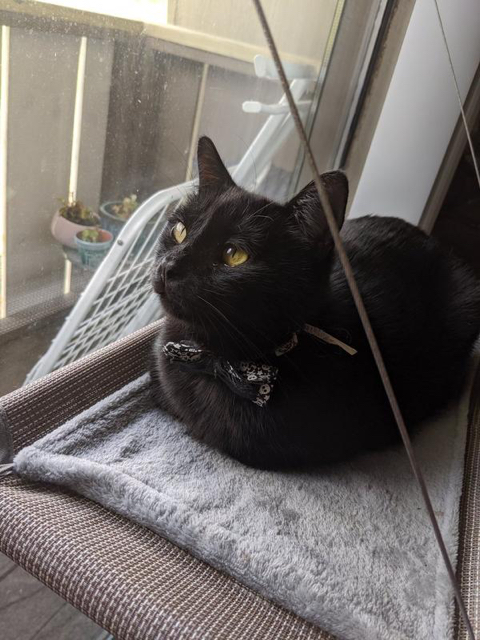 까만-고양이🌚-12-이미지