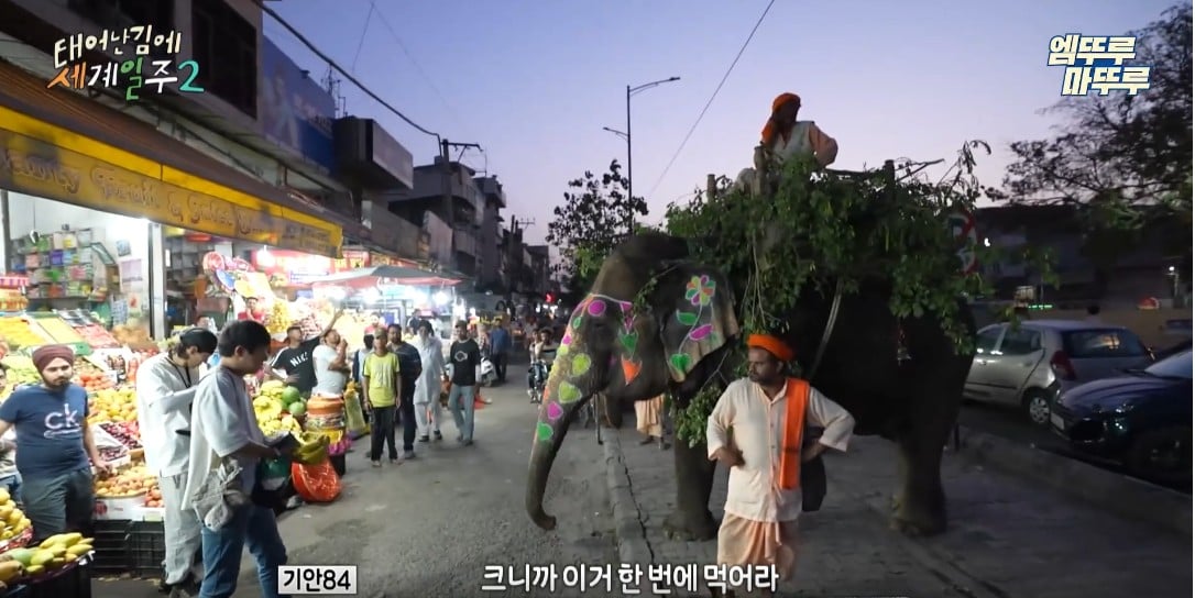 과일가게에서-만난-코끼리에게-다-퍼준-기안84-12-이미지