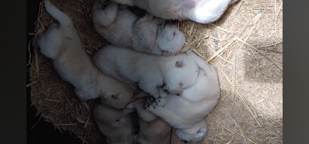 생후-10일된-강아지들-중-유독-덩치-큰-강쥐-0-이미지