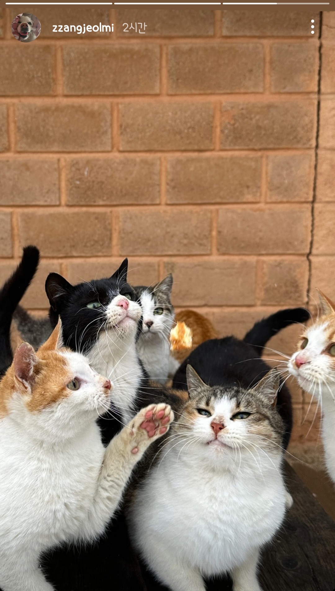 고양이=가정용-호랑이임이-증명됨-9-이미지