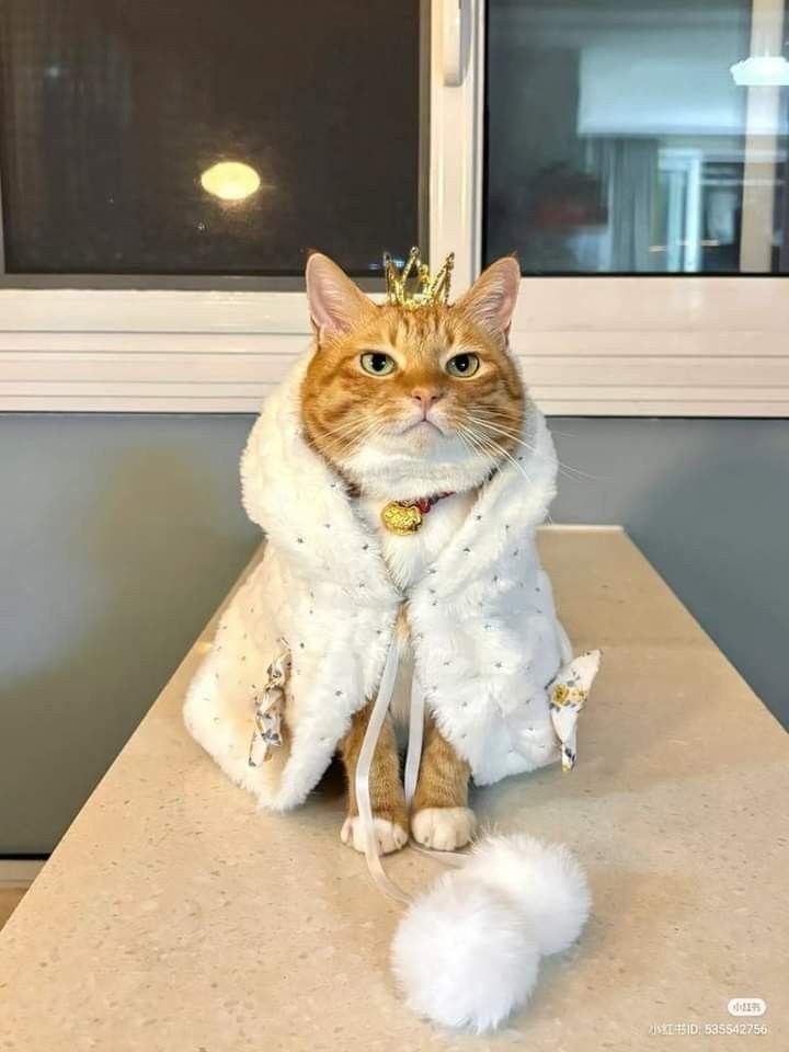 고양이-골골송-종류.twt-0-이미지