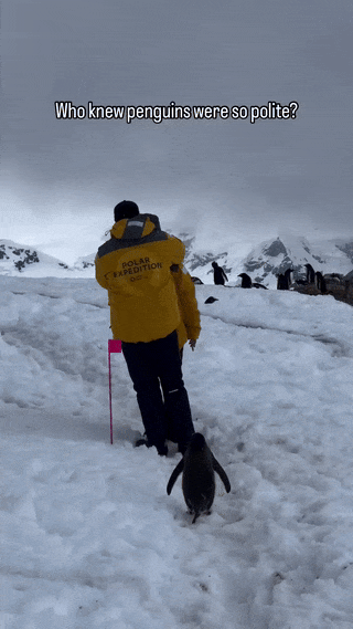 아-진짜-남극-지들만-쓰나-0-이미지