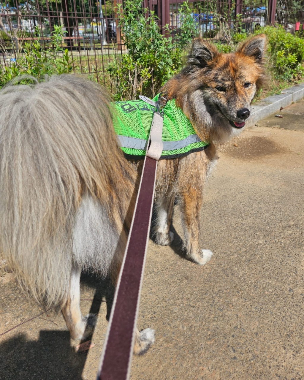 강아지-입양-후기-8-이미지