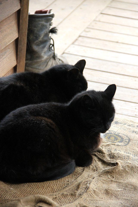 까만-고양이🌚-20-이미지