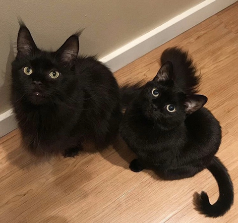 까만-고양이🌚-9-이미지