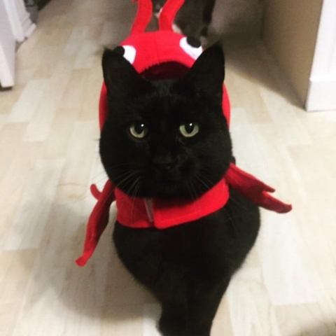 까만-고양이🌚-15-이미지