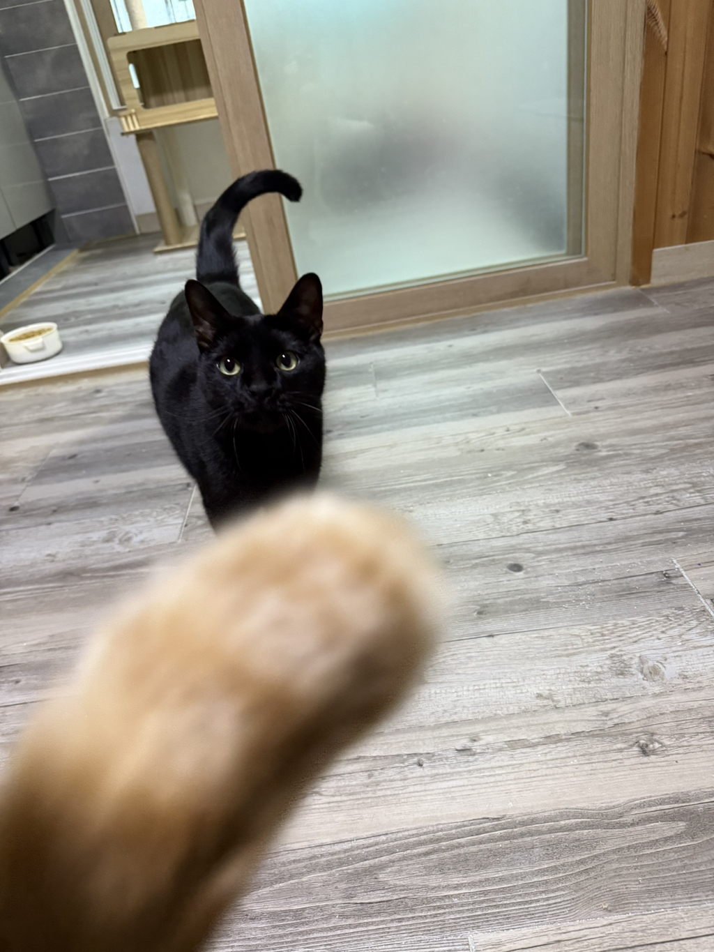 반려동물의-망한-사진-올려보자-1-이미지