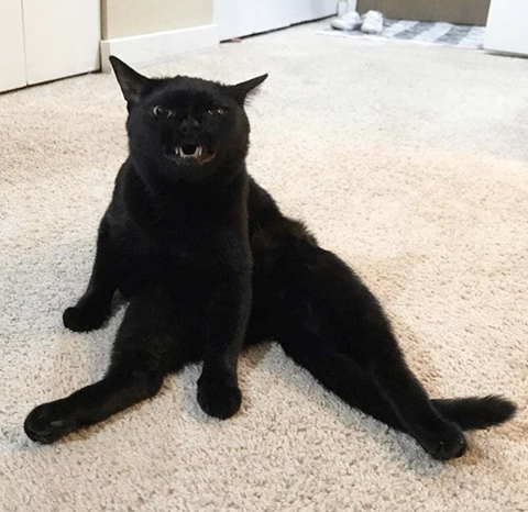 까만-고양이🌚-8-이미지