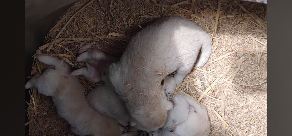 생후-10일된-강아지들-중-유독-덩치-큰-강쥐-5-이미지