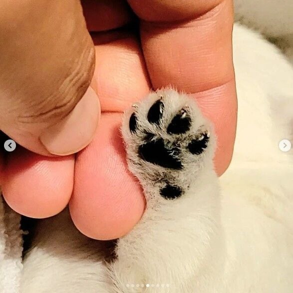 윤택이-자연인이다-찍다가-입양한-강아지-근황-10-이미지