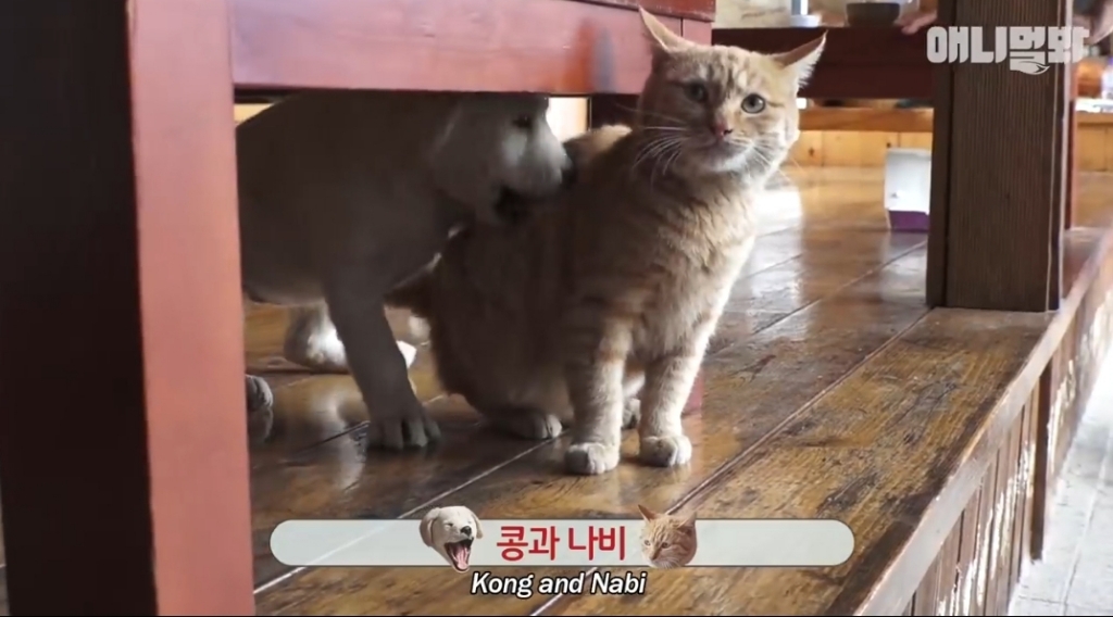 [동물농장]-심심한-댕댕이랑-놀아주는-동농-제작진ㅋㅋㅋ-1-이미지