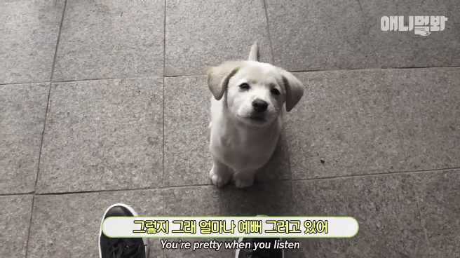 [동물농장]-심심한-댕댕이랑-놀아주는-동농-제작진ㅋㅋㅋ-27-이미지