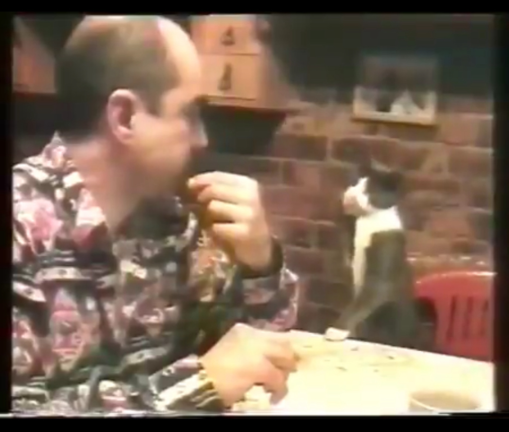 '수화'-배운-고양이-1-이미지