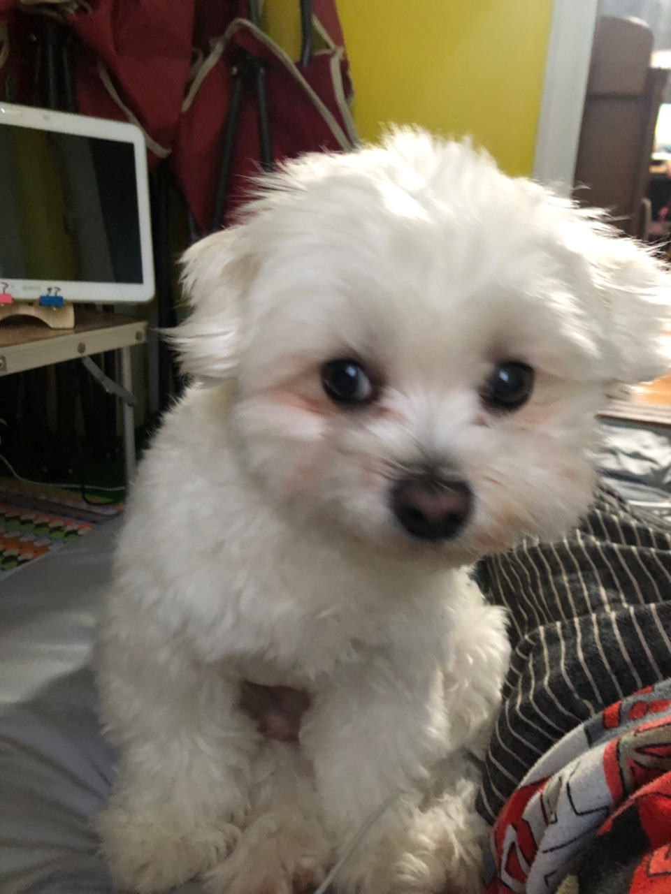 더쿠-후기방에-올라와-귀여움-받은-'식탐-많은-댕댕이'-글-25-이미지