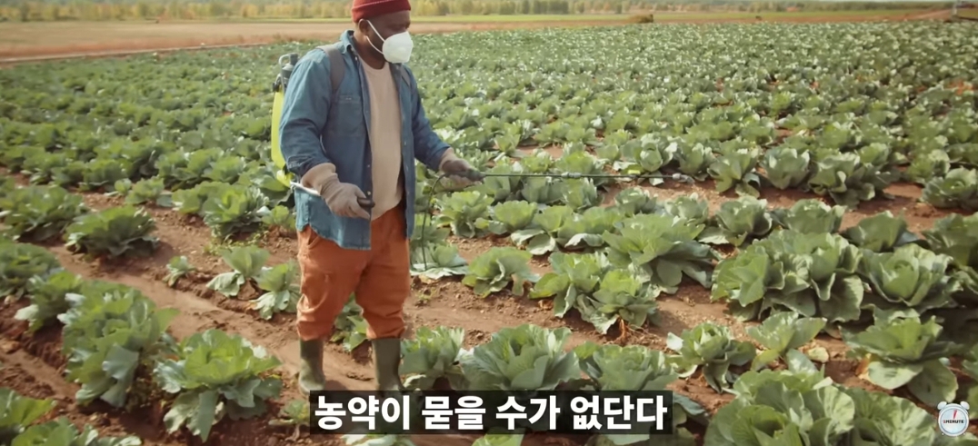 양배추-1나장-1나장씩-열심히-세척하던-분들-보세요.jpg-6-이미지