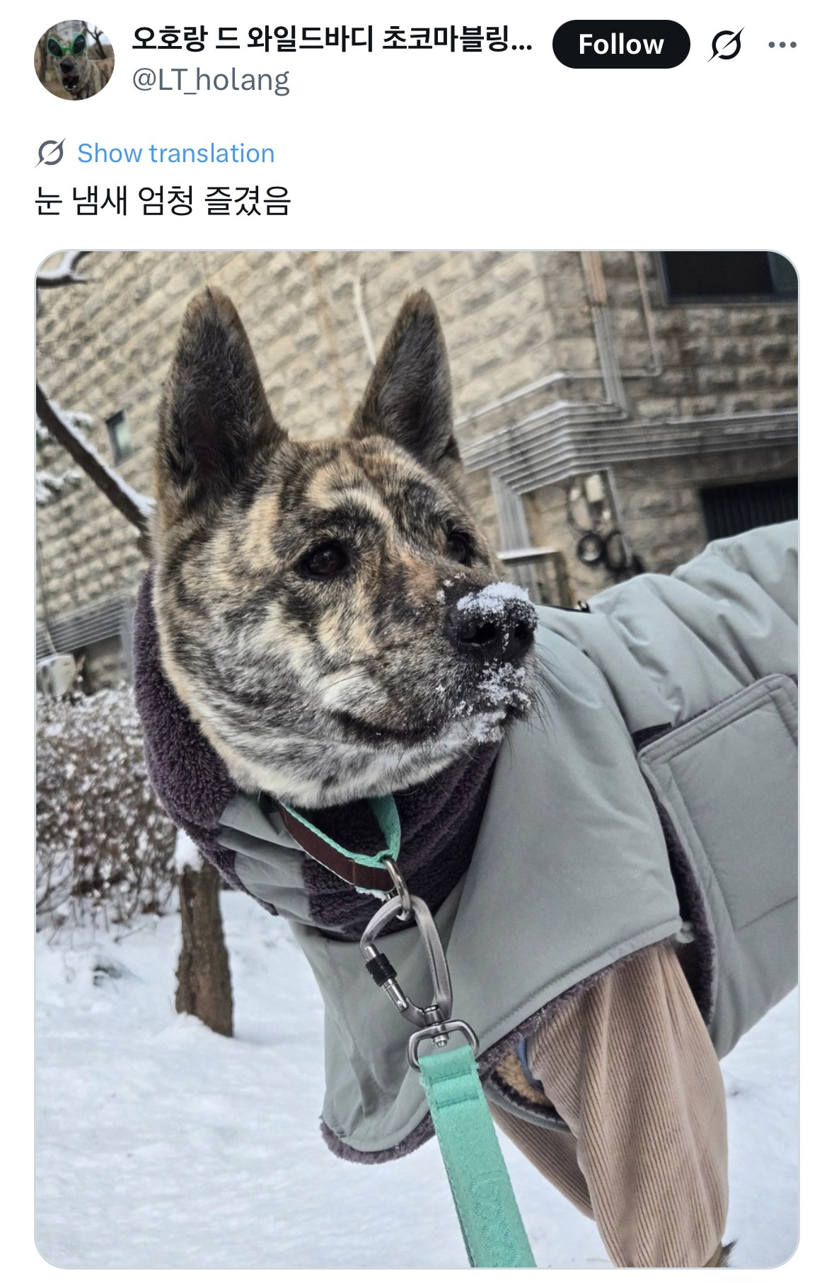 베란다-밖에-눈이-내리는걸-발견해버린-와일드바디-진돗개-3-이미지