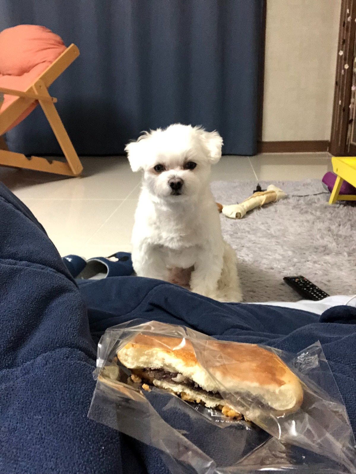 더쿠-후기방에-올라와-귀여움-받은-'식탐-많은-댕댕이'-글-8-이미지