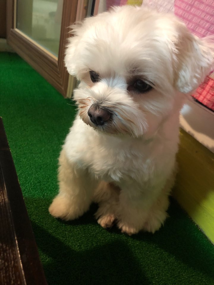 더쿠-후기방에-올라와-귀여움-받은-'식탐-많은-댕댕이'-글-36-이미지