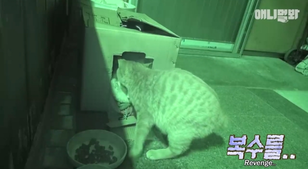 [동물농장]-심심한-댕댕이랑-놀아주는-동농-제작진ㅋㅋㅋ-10-이미지