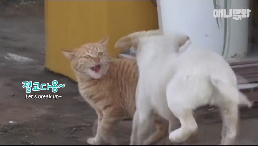 [동물농장]-심심한-댕댕이랑-놀아주는-동농-제작진ㅋㅋㅋ-6-이미지