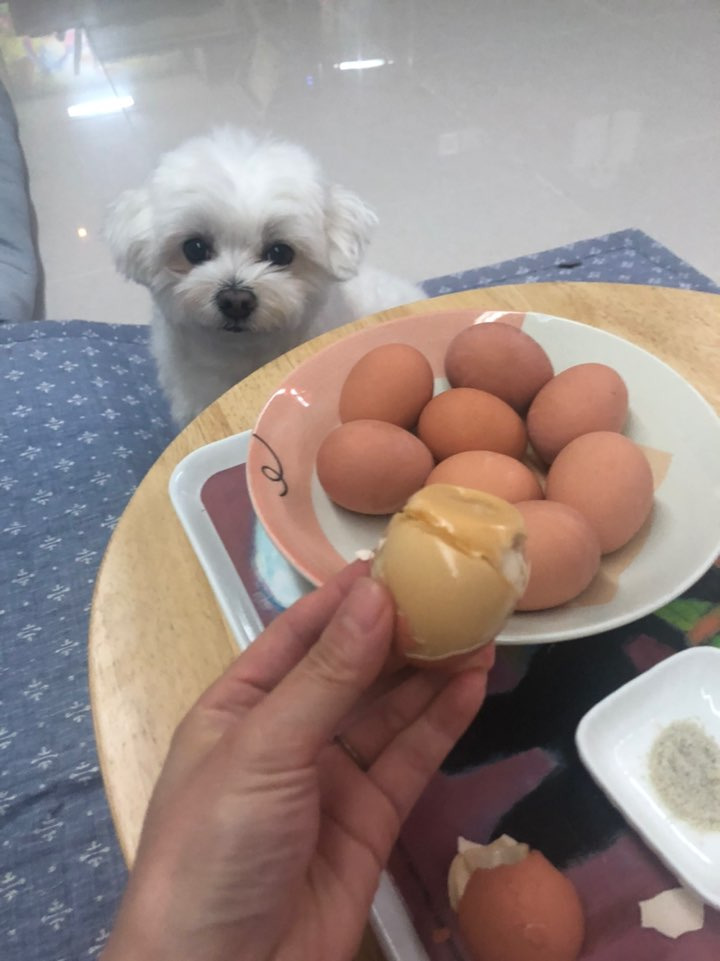 더쿠-후기방에-올라와-귀여움-받은-'식탐-많은-댕댕이'-글-27-이미지