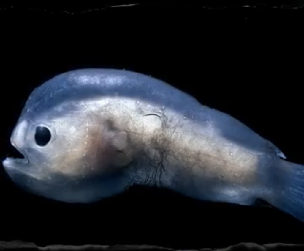 심해아귀가-암컷만-발견되었던-이유-0-이미지