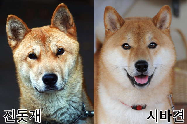진돗개와-시바견-차이.jpg-2-이미지