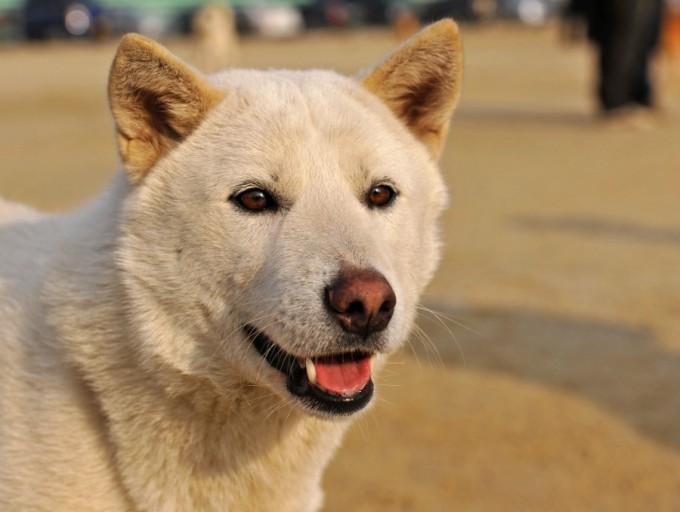 사람들이-잘못-알고-있는-진돗개의-쌍꺼풀-9-이미지