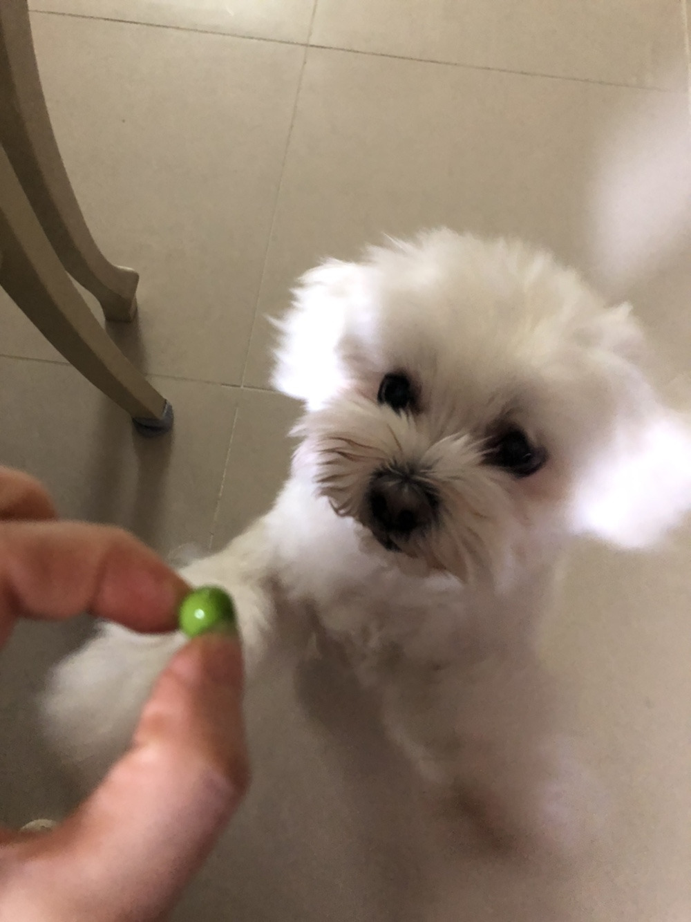 더쿠-후기방에-올라와-귀여움-받은-'식탐-많은-댕댕이'-글-22-이미지