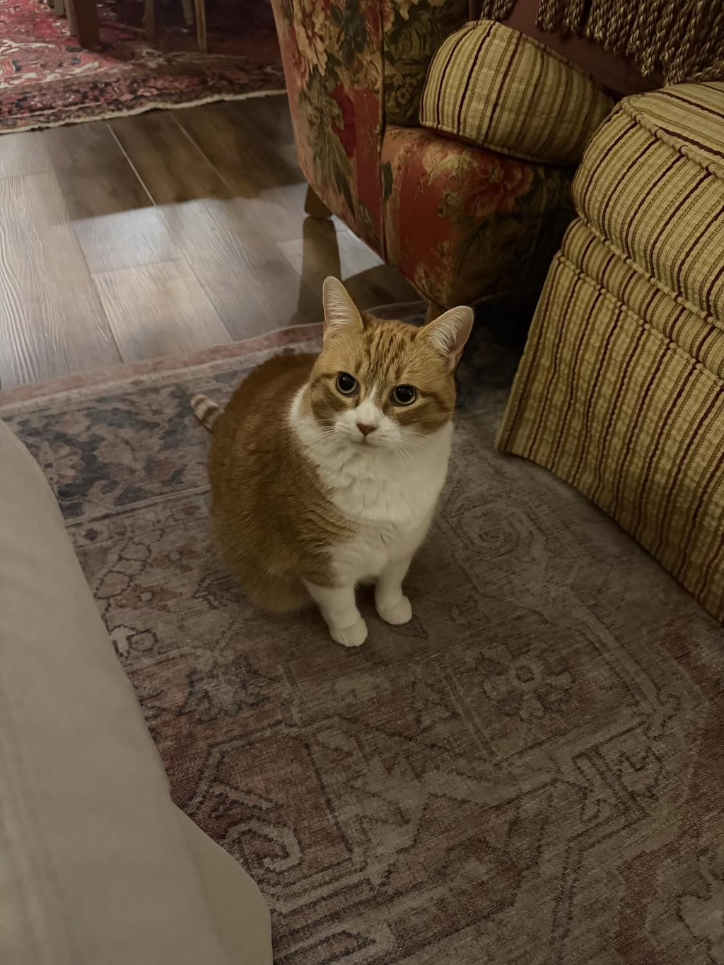 베프-고영이가-나를-개싫어하는데.thread-9-이미지