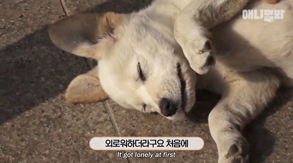 [동물농장]-심심한-댕댕이랑-놀아주는-동농-제작진ㅋㅋㅋ-3-이미지