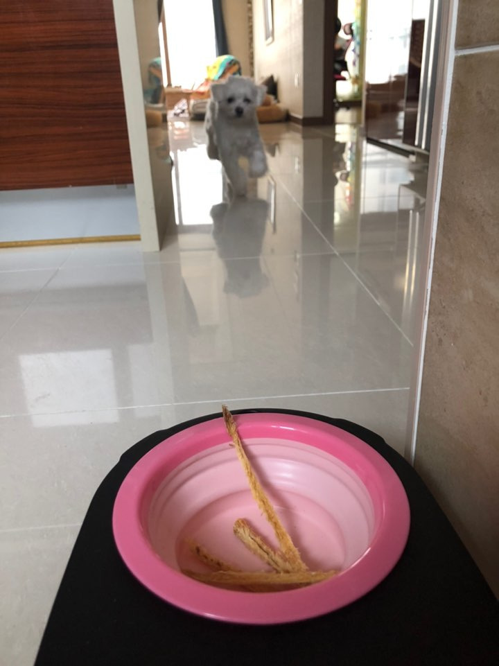 더쿠-후기방에-올라와-귀여움-받은-'식탐-많은-댕댕이'-글-39-이미지