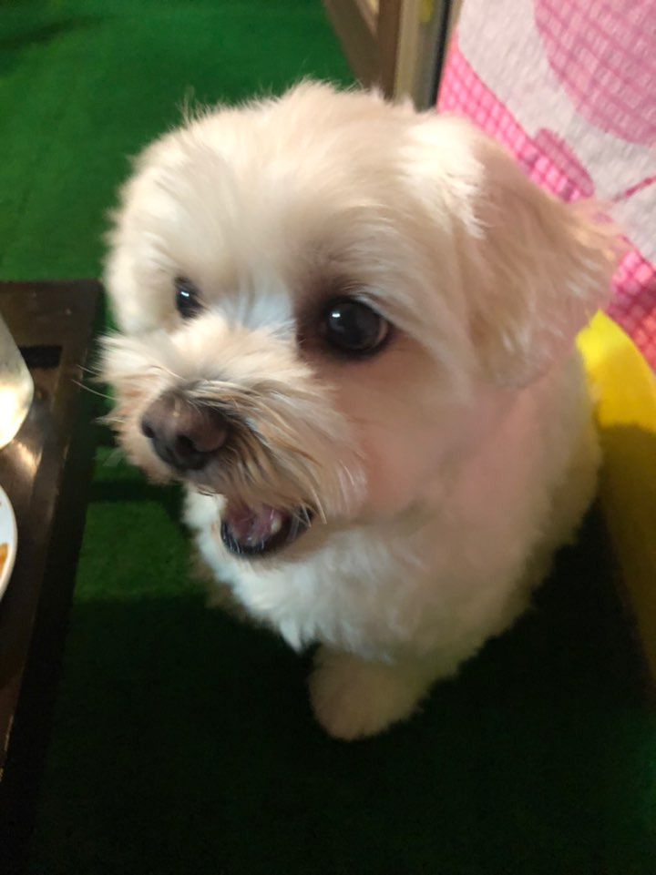 더쿠-후기방에-올라와-귀여움-받은-'식탐-많은-댕댕이'-글-35-이미지