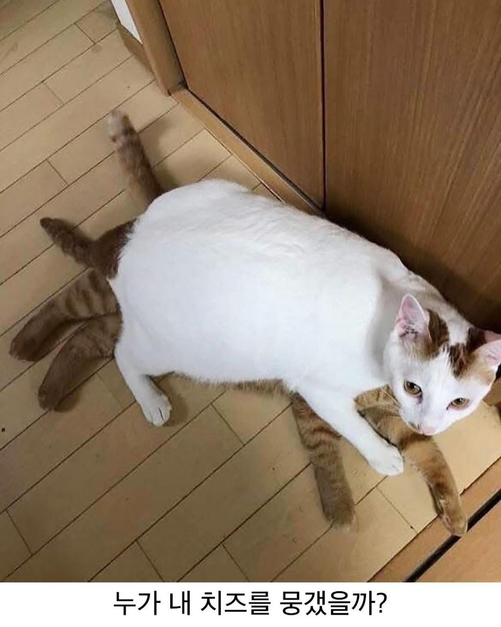 아기고양이-입양-1년-후-1-이미지