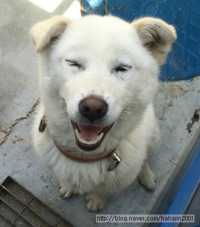 사람들이-잘못-알고-있는-진돗개의-쌍꺼풀-8-이미지