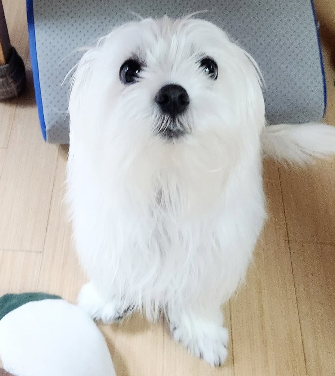 윤택이-자연인이다-찍다가-입양한-강아지-근황-11-이미지