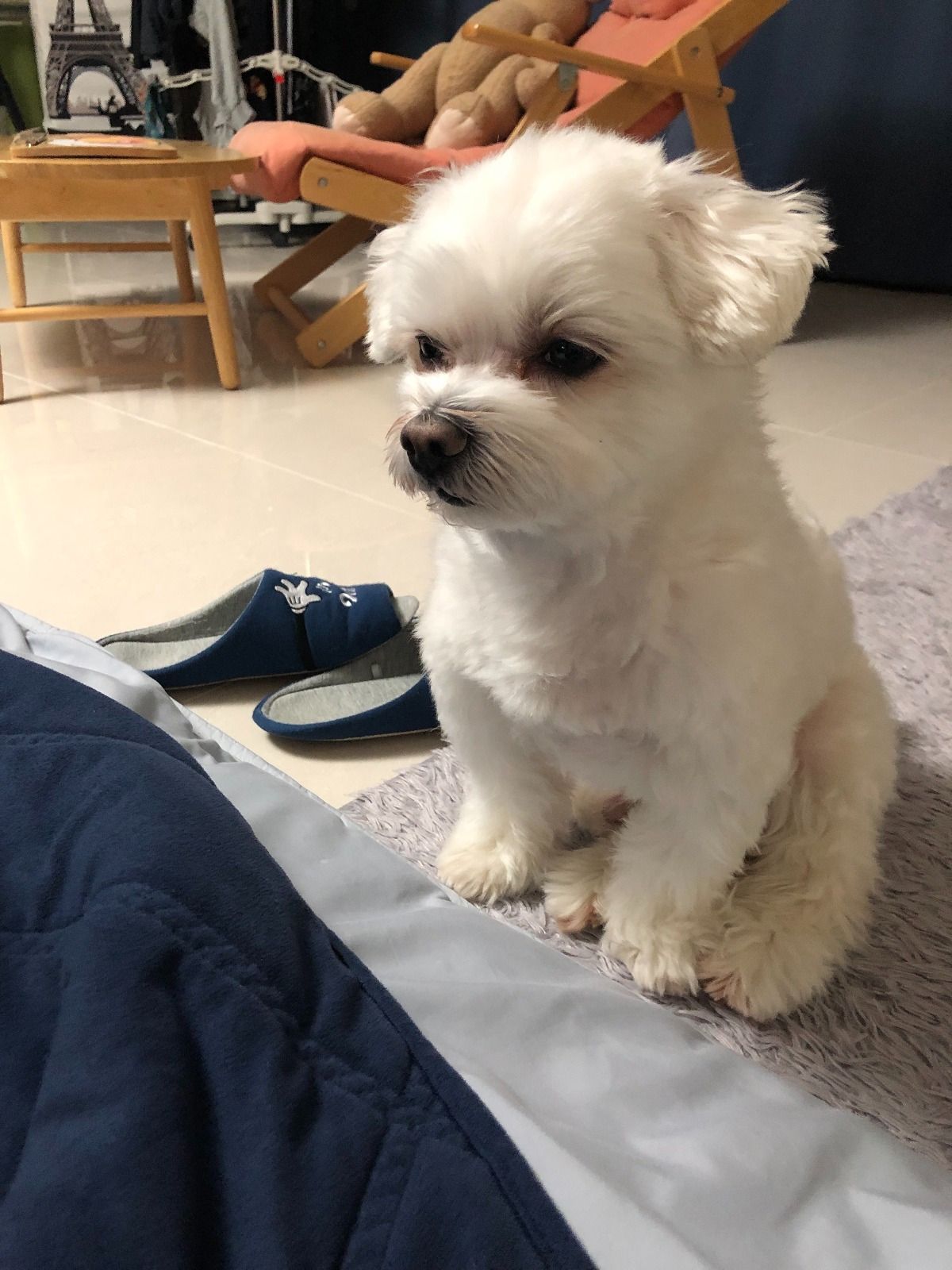 더쿠-후기방에-올라와-귀여움-받은-'식탐-많은-댕댕이'-글-7-이미지