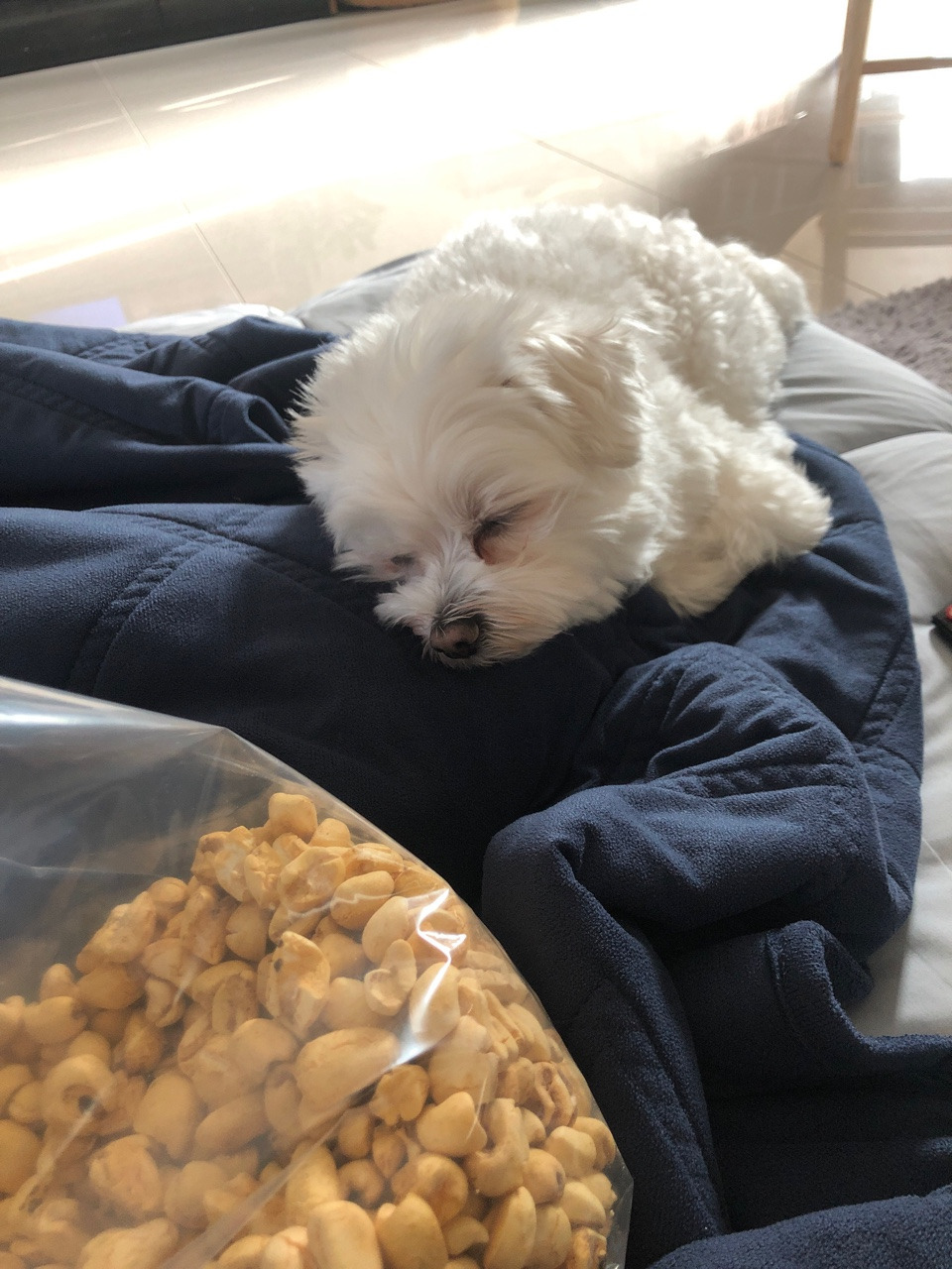 더쿠-후기방에-올라와-귀여움-받은-'식탐-많은-댕댕이'-글-11-이미지