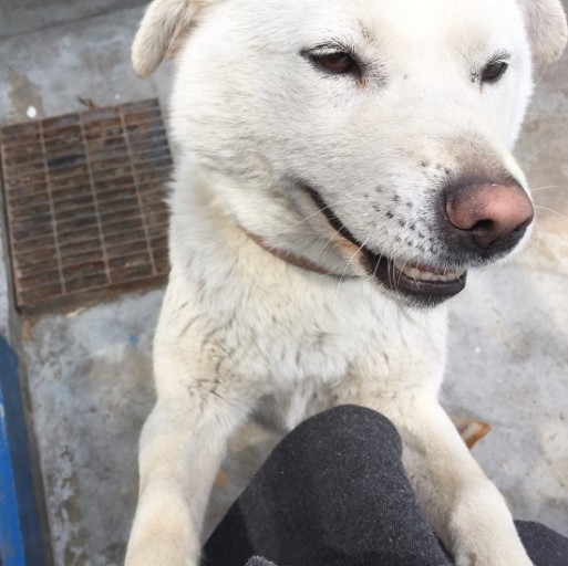 사람들이-잘못-알고-있는-진돗개의-쌍꺼풀-7-이미지