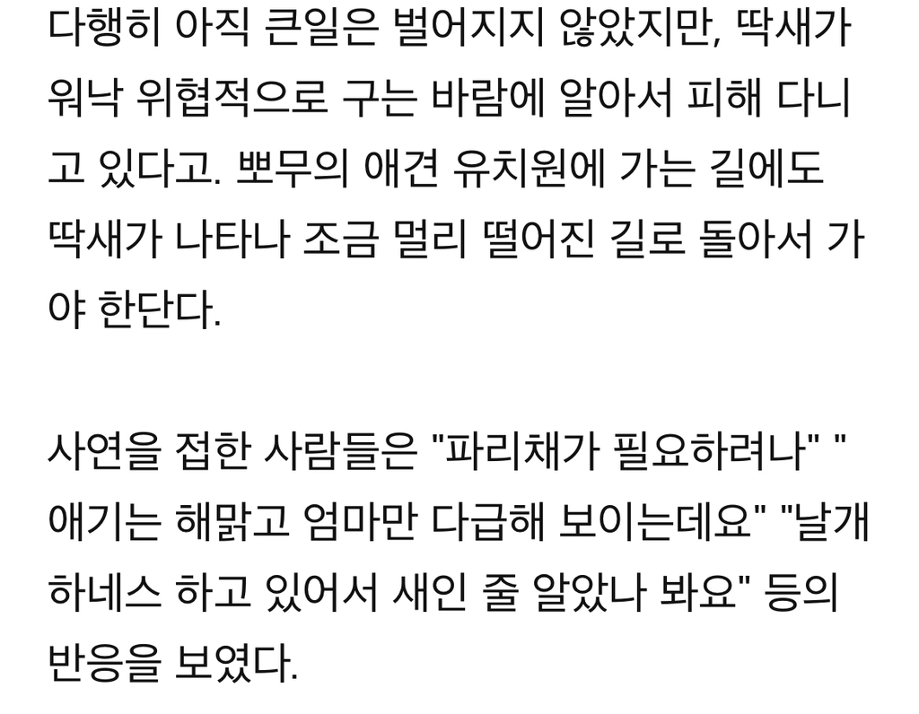 푸들만-보면-공격하는-‘공포의’-딱새-‘난-시츄인데-왜…’-8-이미지