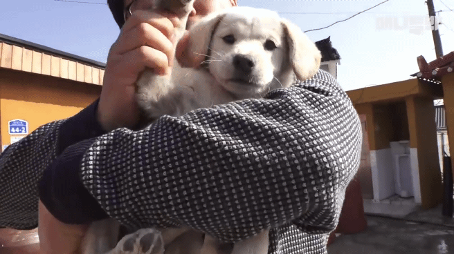 [동물농장]-심심한-댕댕이랑-놀아주는-동농-제작진ㅋㅋㅋ-46-이미지