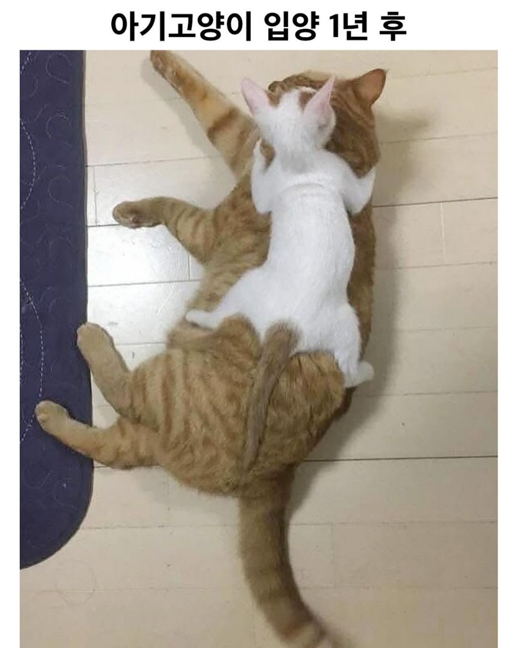 아기고양이-입양-1년-후-0-이미지