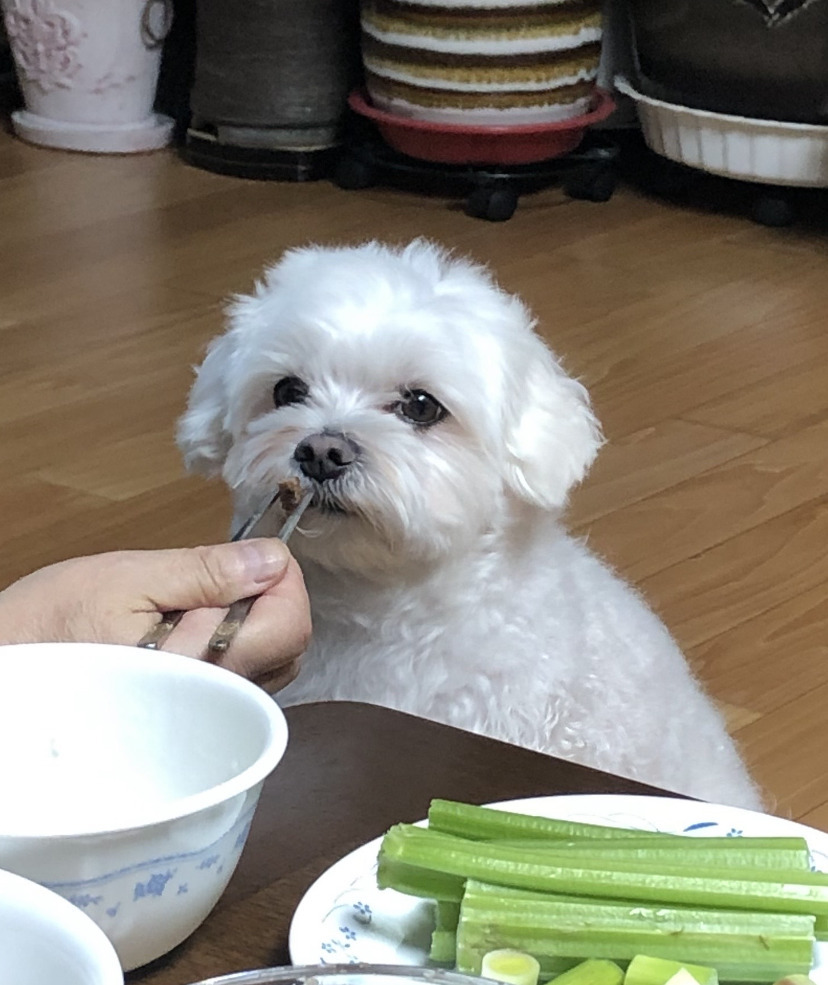 더쿠-후기방에-올라와-귀여움-받은-'식탐-많은-댕댕이'-글-12-이미지