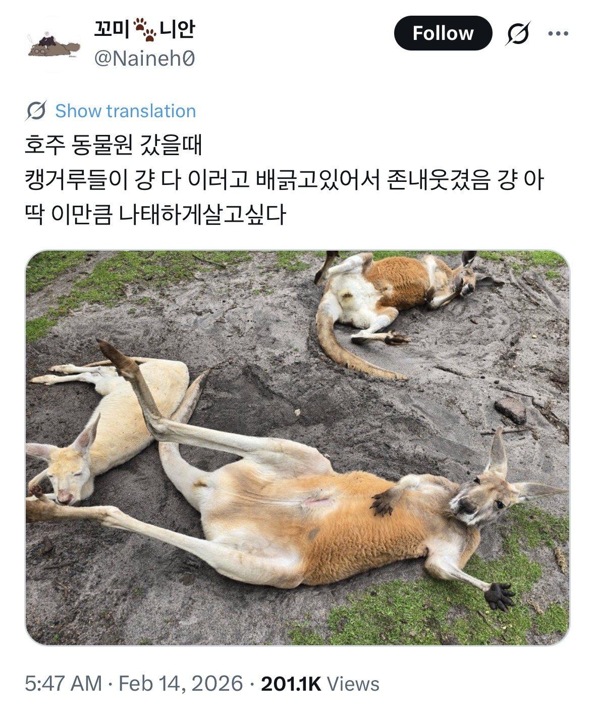 호주-동물원-갔을때-캥거루들이-걍-다-이러고-배긁고있어서-존내웃겼음-걍-아-딱-이만큼-나태하게살고싶다-0-이미지