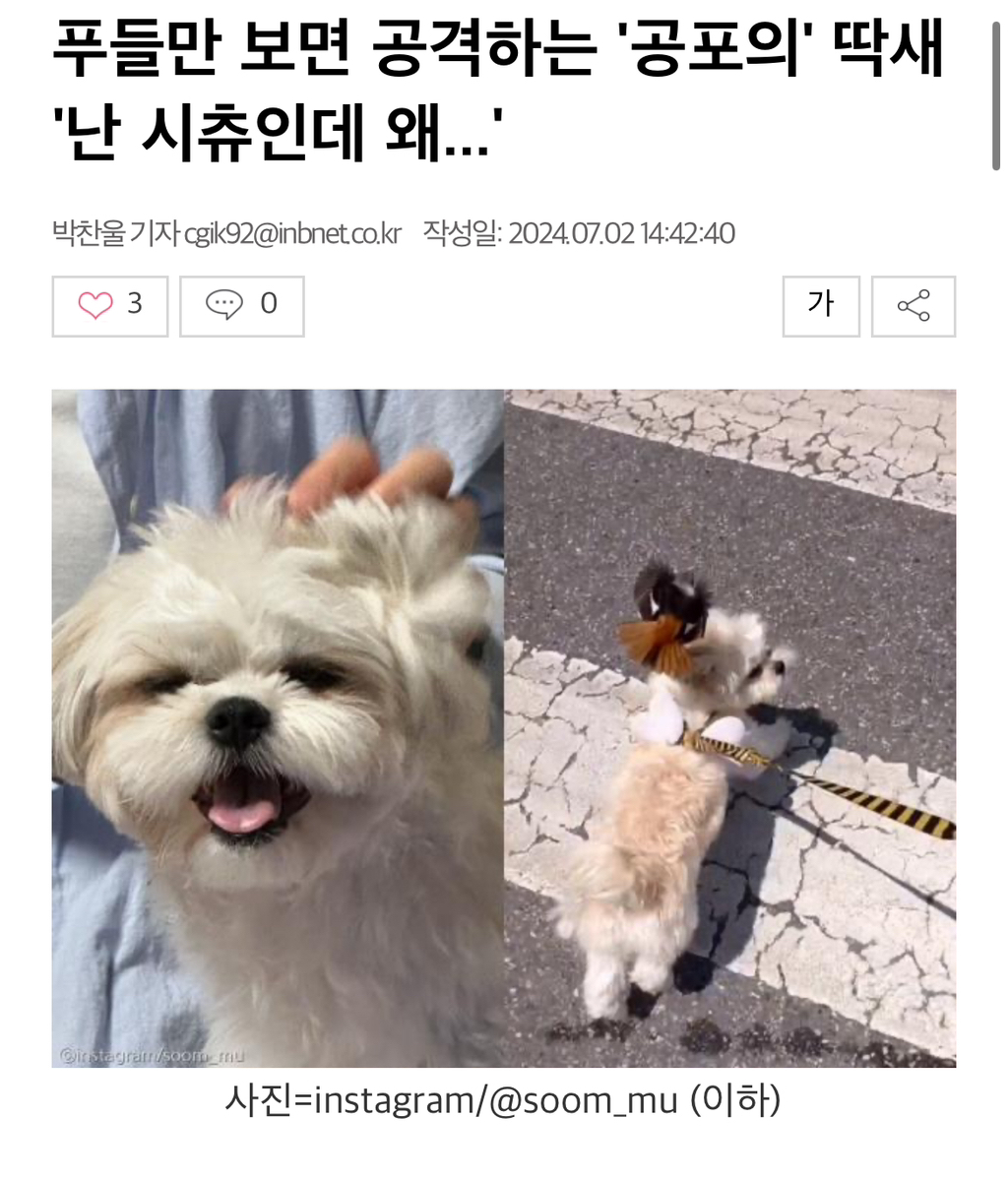 푸들만-보면-공격하는-‘공포의’-딱새-‘난-시츄인데-왜…’-0-이미지