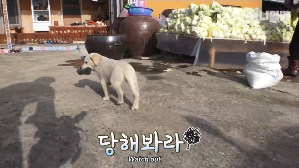 [동물농장]-심심한-댕댕이랑-놀아주는-동농-제작진ㅋㅋㅋ-23-이미지