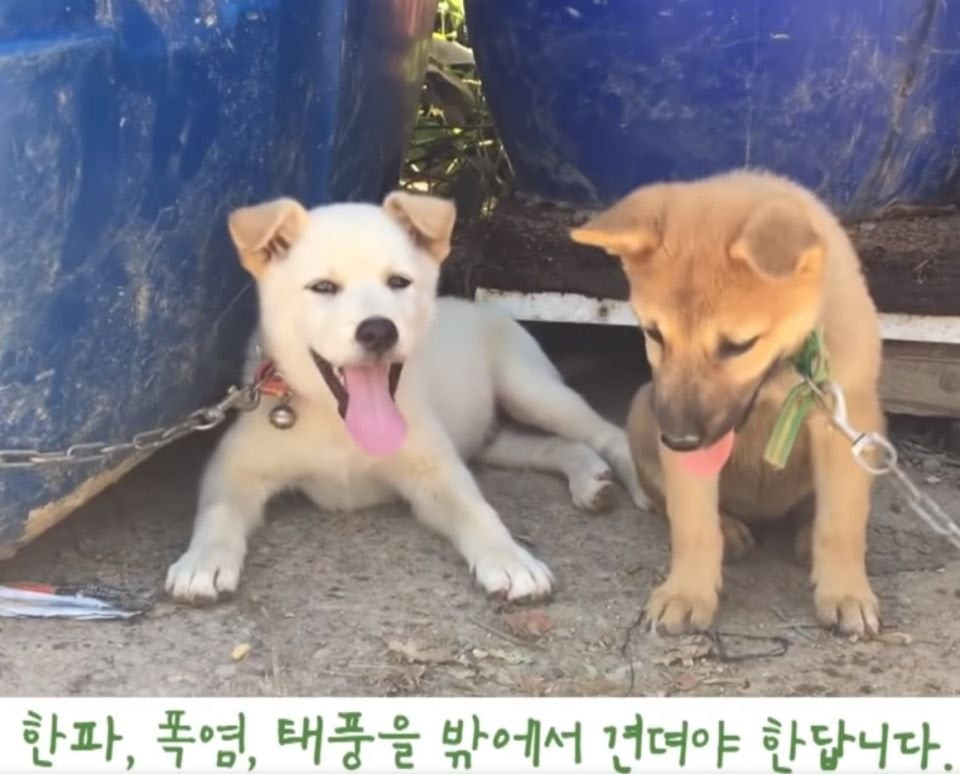 우리나라에서-진돗개가-사납다는-인식이-생기는-이유중-하나-3-이미지