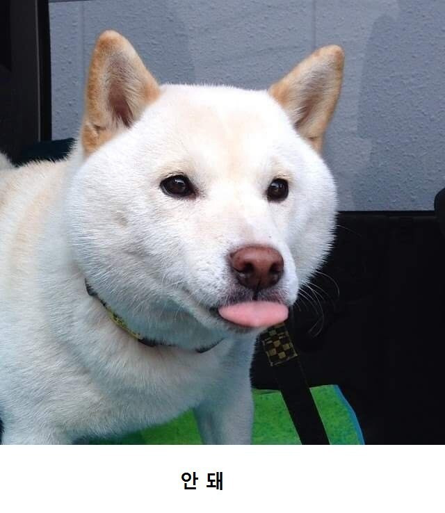 진돗개와-시바견-차이.jpg-1-이미지