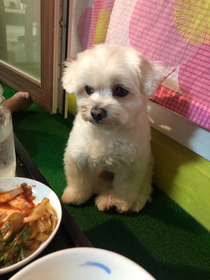 더쿠-후기방에-올라와-귀여움-받은-'식탐-많은-댕댕이'-글-34-이미지